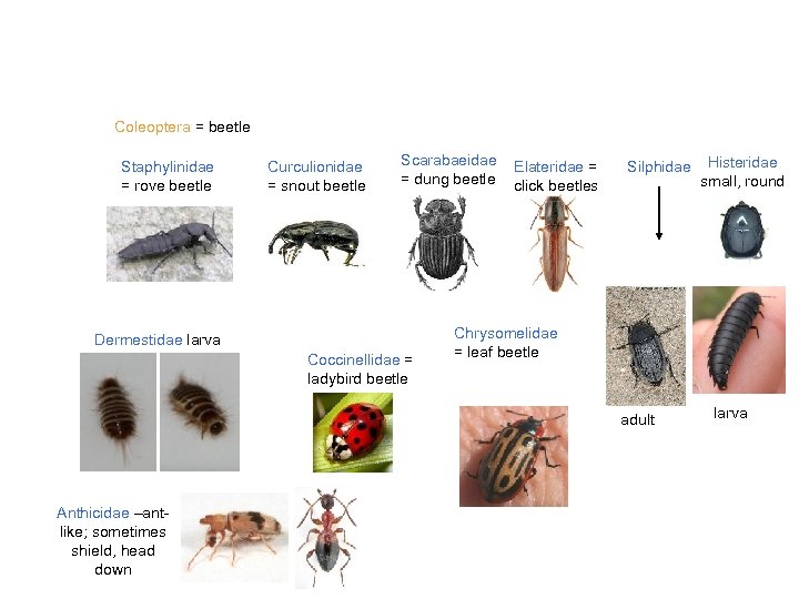 Coleoptera = beetle Staphylinidae = rove beetle Curculionidae = snout beetle Scarabaeidae = dung