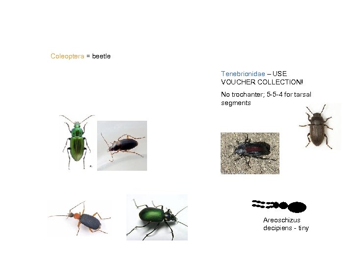 Coleoptera = beetle Tenebrionidae – USE VOUCHER COLLECTION! No trochanter; 5 -5 -4 for