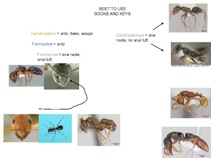 BEST TO USE BOOKS AND KEYS Hymenoptera = ants, bees, wasps Formicidae = ants