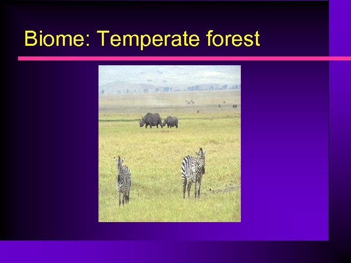 Biome: Temperate forest 