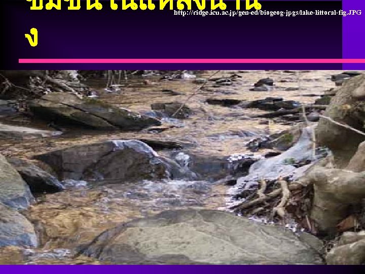 ชมชนในแหลงนำน ง http: //ridge. icu. ac. jp/gen-ed/biogeog-jpgs/lake-littoral-fig. JPG 