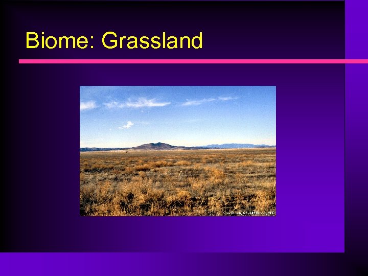 Biome: Grassland 