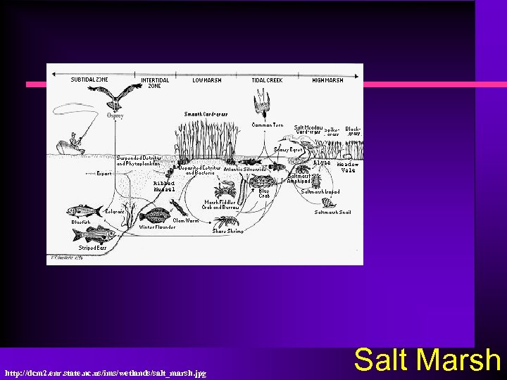 http: //dcm 2. enr. state. nc. us/ims/wetlands/salt_marsh. jpg Salt Marsh 