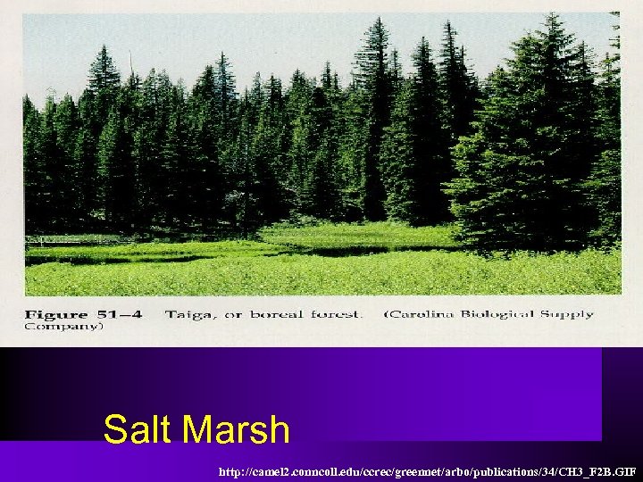 Salt Marsh http: //camel 2. conncoll. edu/ccrec/greennet/arbo/publications/34/CH 3_F 2 B. GIF 
