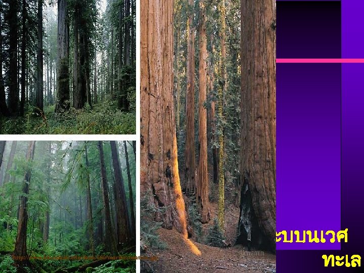 http: //www. bio. miami. edu/dana/160/marinezonation. jpg ระบบนเวศ ทะเล 