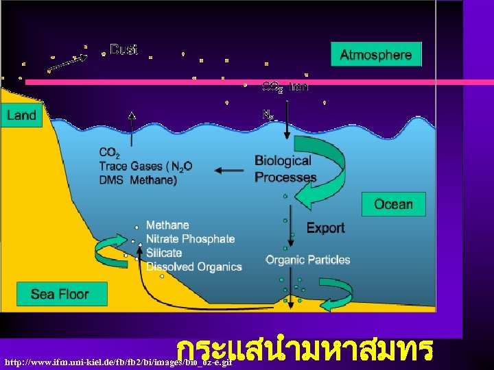 กระแสนำมหาสมทร http: //www. ifm. uni-kiel. de/fb/fb 2/bi/images/bio_oz-e. gif 