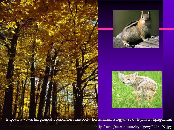 http: //www. washington. edu/burkemuseum/collections/mammalogy/research/pnwrschpage. html http: //uregina. ca/~sauchyn/geog 221/149. jpg 