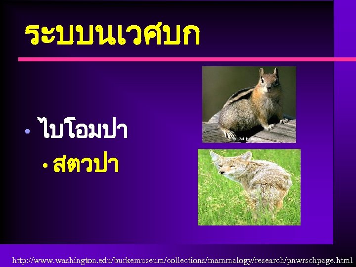 ระบบนเวศบก • ไบโอมปา • สตวปา http: //www. washington. edu/burkemuseum/collections/mammalogy/research/pnwrschpage. html 
