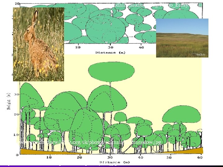 http: //sandhillstaskforce. org/Photo_Essay/Grassland. jpg http: //www. workingforwildlife. org. uk/photos/animals/haremeadow. jpg http: //www. wildlifedamage. com/images/coyote.