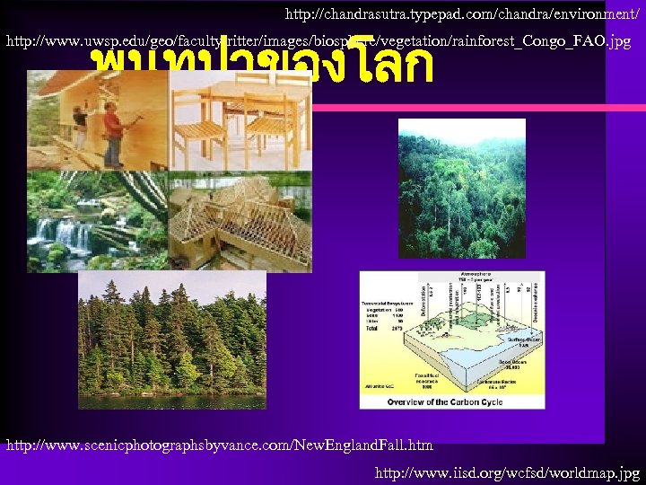 http: //chandrasutra. typepad. com/chandra/environment/ พนทปาของโลก http: //www. uwsp. edu/geo/faculty/ritter/images/biosphere/vegetation/rainforest_Congo_FAO. jpg http: //www. scenicphotographsbyvance. com/New.