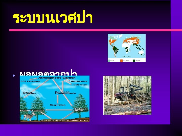 ระบบนเวศปา • ผลผลตจากปา 
