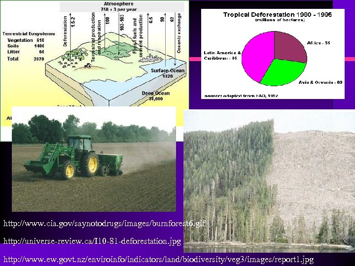 http: //www. cia. gov/saynotodrugs/images/burnforest 6. gif http: //universe-review. ca/I 10 -81 -deforestation. jpg http: