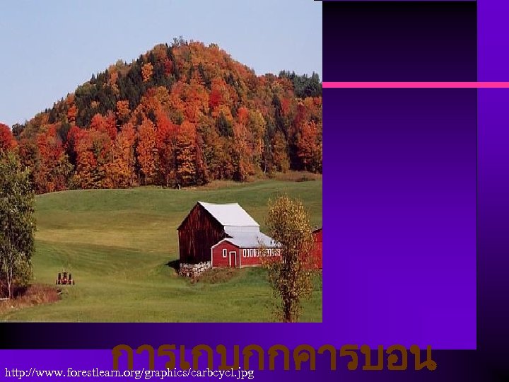 การเกบกกคารบอน http: //www. forestlearn. org/graphics/carbcycl. jpg 