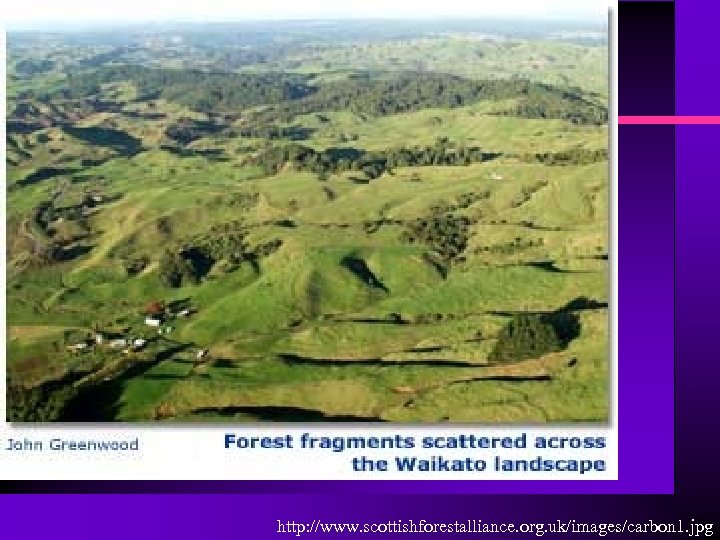 http: //www. scottishforestalliance. org. uk/images/carbon 1. jpg 