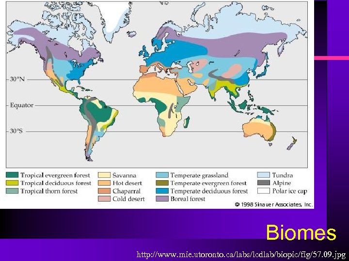 Biomes http: //www. mie. utoronto. ca/labs/lcdlab/biopic/fig/57. 09. jpg 