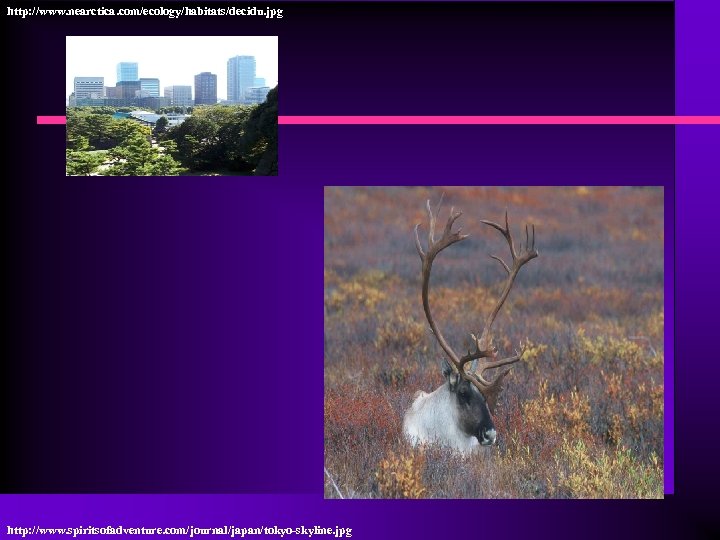 http: //www. nearctica. com/ecology/habitats/decidu. jpg http: //www. spiritsofadventure. com/journal/japan/tokyo-skyline. jpg 