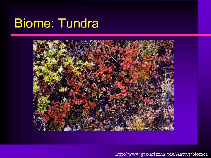 Biome: Tundra http: //www. geo. arizona. edu/Antevs/biomes/ 