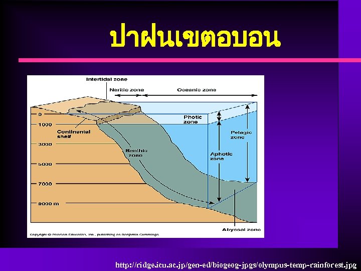 ปาฝนเขตอบอน http: //ridge. icu. ac. jp/gen-ed/biogeog-jpgs/olympus-temp-rainforest. jpg 
