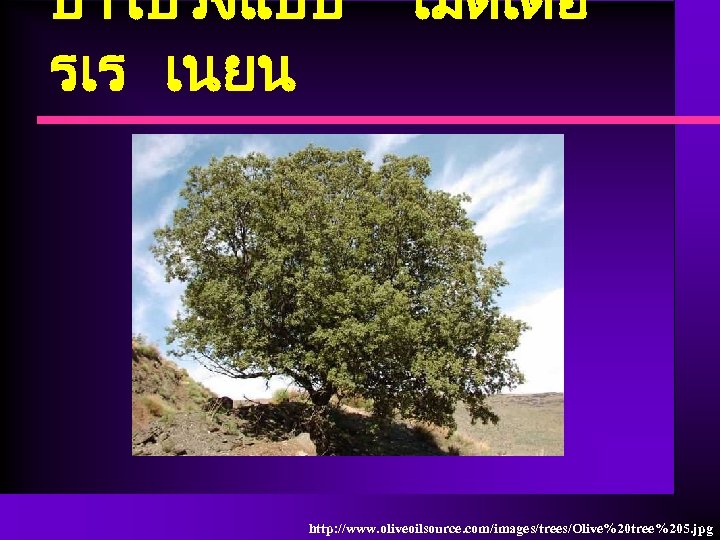 ปาโปรงแบบ รเร เนยน เมดเตอ http: //www. oliveoilsource. com/images/trees/Olive%20 tree%205. jpg 