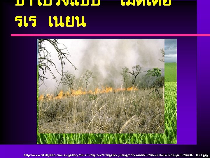 ปาโปรงแบบ รเร เนยน เมดเตอ http: //www. skillyhills. com. au/gallery/olive%20 grove%20 gallery/images/Frantoio%20 fruit%20 -%20 ripe%202002_JPG.