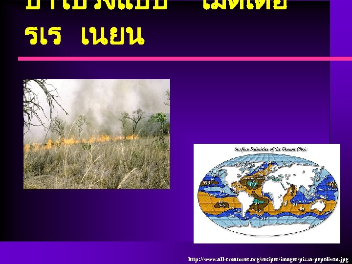 ปาโปรงแบบ รเร เนยน เมดเตอ http: //www. all-creatures. org/recipes/images/pizza-pepolivon. jpg 