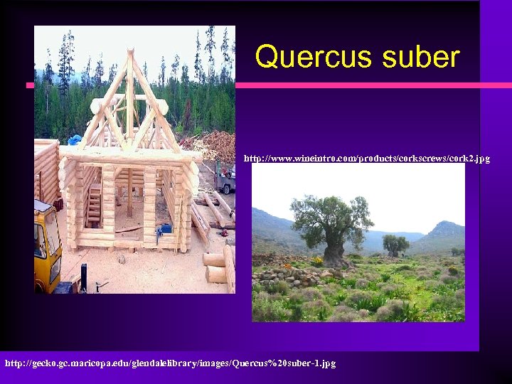 Quercus suber http: //www. wineintro. com/products/corkscrews/cork 2. jpg http: //gecko. gc. maricopa. edu/glendalelibrary/images/Quercus%20 suber-1.