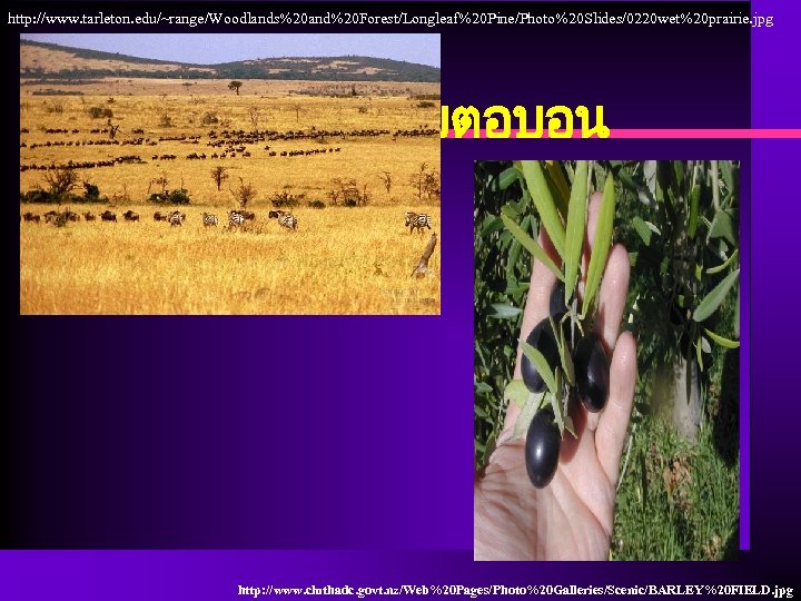 http: //www. tarleton. edu/~range/Woodlands%20 and%20 Forest/Longleaf%20 Pine/Photo%20 Slides/0220 wet%20 prairie. jpg ทงหญาเขตอบอน http: //www.