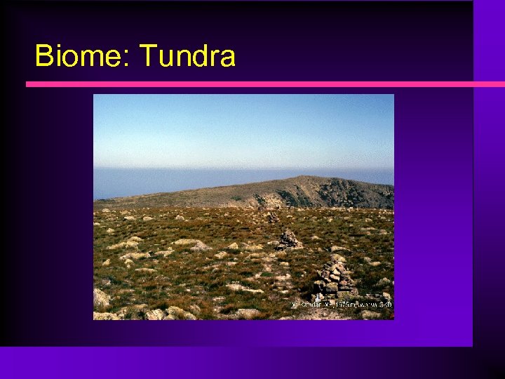 Biome: Tundra 
