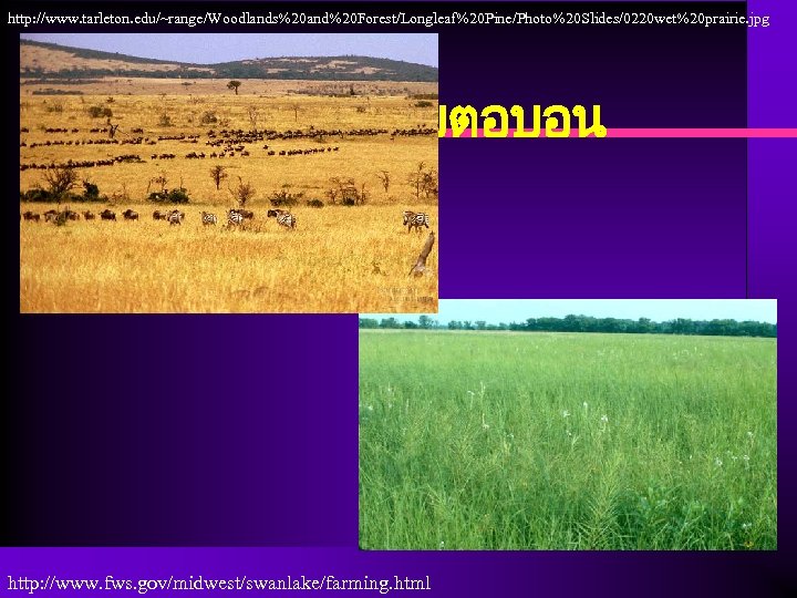 http: //www. tarleton. edu/~range/Woodlands%20 and%20 Forest/Longleaf%20 Pine/Photo%20 Slides/0220 wet%20 prairie. jpg ทงหญาเขตอบอน http: //www.