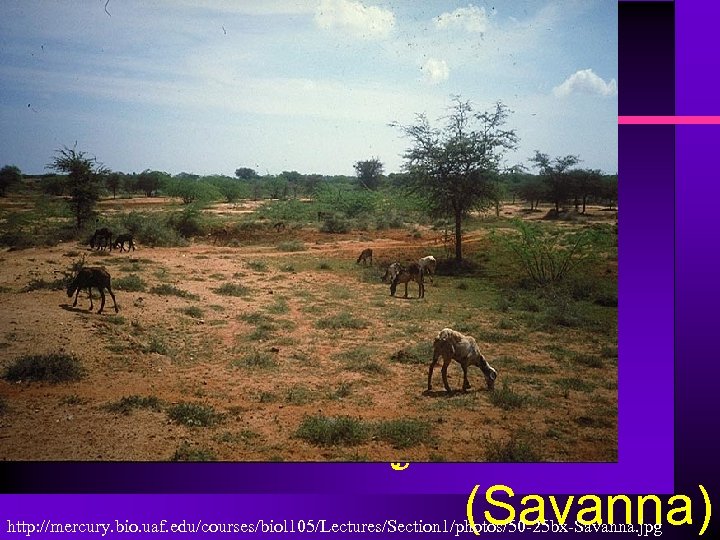 ทงหญาเขตรอน (Savanna) http: //mercury. bio. uaf. edu/courses/biol 105/Lectures/Section 1/photos/50 -25 bx-Savanna. jpg 