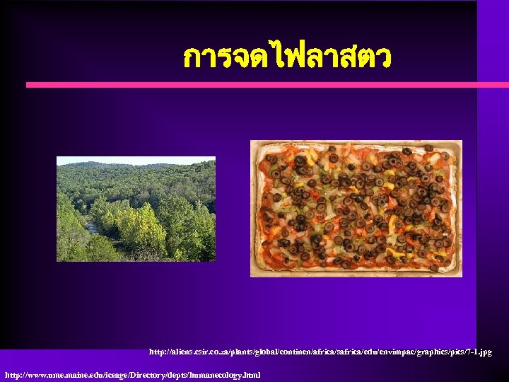 การจดไฟลาสตว http: //aliens. csir. co. za/plants/global/continen/africa/safrica/edu/envimpac/graphics/pics/7 -1. jpg http: //www. ume. maine. edu/iceage/Directory/depts/humanecology. html