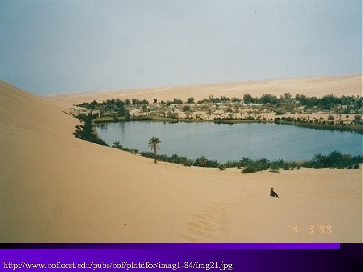 http: //www. cof. orst. edu/pubs/cof/plntdfor/imag 1 -84/img 21. jpg 