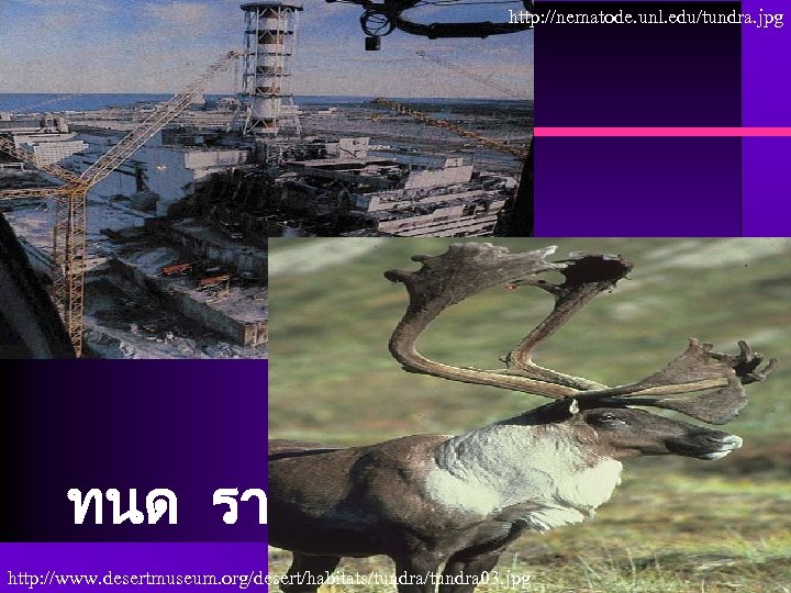 http: //nematode. unl. edu/tundra. jpg ทนครา ทนด รา http: //www. desertmuseum. org/desert/habitats/tundra 03. jpg