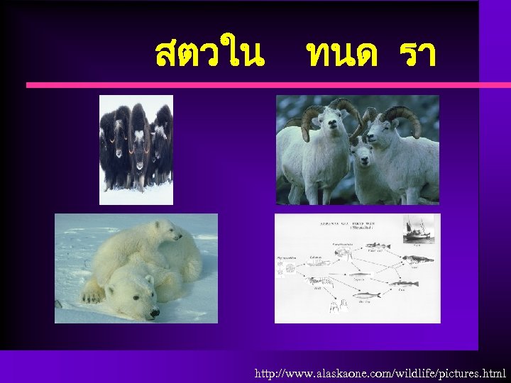 สตวใน ทนด รา http: //www. alaskaone. com/wildlife/pictures. html 