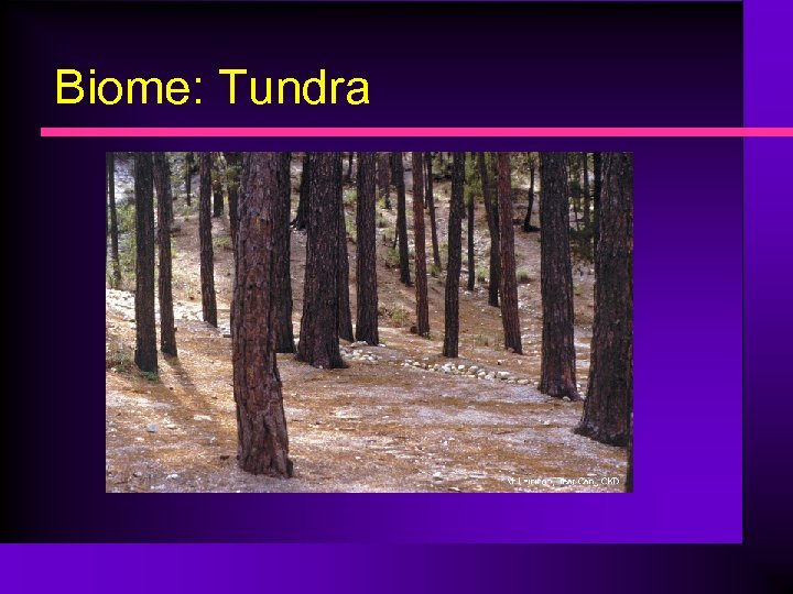Biome: Tundra 