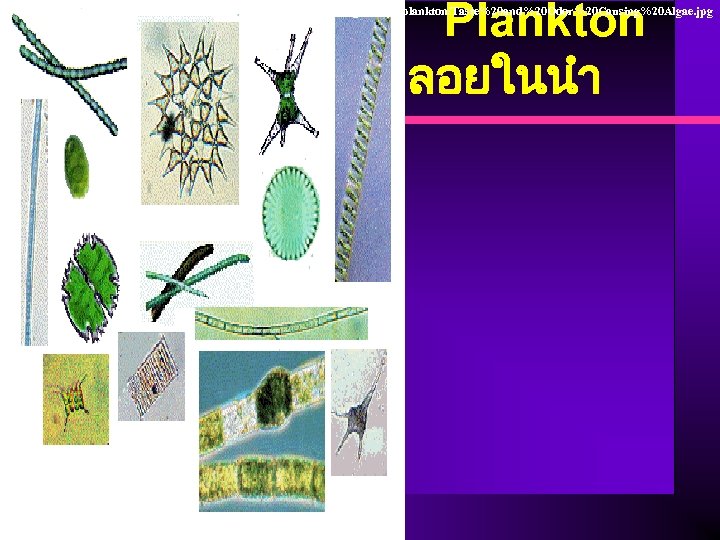 Plankton ลอยในนำ http: //www. cees. iupui. edu/Research/Water_Resources/CIWRP/images/Phytoplankton/Taste%20 and%20 Odor%20 Causing%20 Algae. jpg 