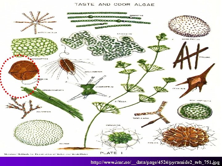 http: //www. imr. no/__data/page/4524/pyramide 2_svh_751. jpg 