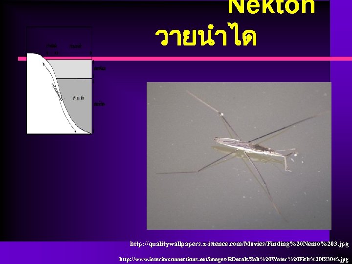 Nekton วายนำได http: //qualitywallpapers. x-istence. com/Movies/Finding%20 Nemo%203. jpg http: //www. interiorconnections. net/images/RDecals/Salt%20 Water%20 Fish%20