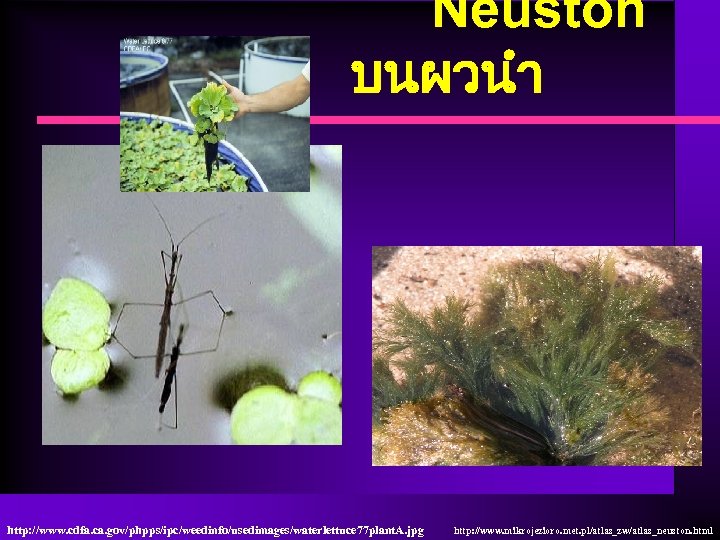 Neuston บนผวนำ http: //www. cdfa. ca. gov/phpps/ipc/weedinfo/usedimages/waterlettuce 77 plant. A. jpg http: //www. mikrojezioro.