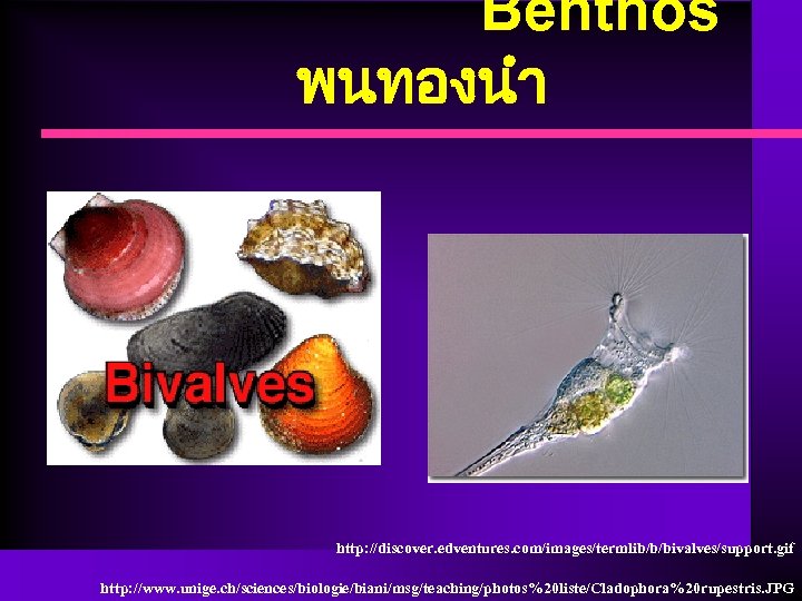 Benthos พนทองนำ http: //discover. edventures. com/images/termlib/b/bivalves/support. gif http: //www. unige. ch/sciences/biologie/biani/msg/teaching/photos%20 liste/Cladophora%20 rupestris. JPG