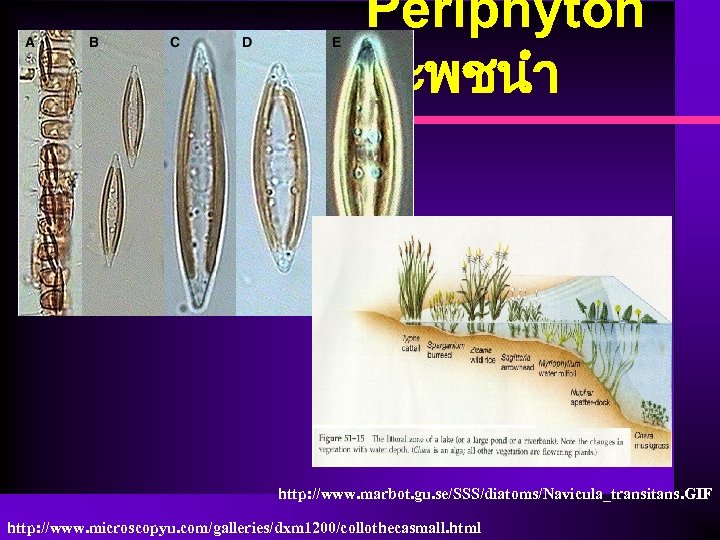 Periphyton เกาะพชนำ http: //www. marbot. gu. se/SSS/diatoms/Navicula_transitans. GIF http: //www. microscopyu. com/galleries/dxm 1200/collothecasmall. html