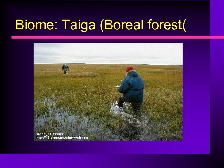 Biome: Taiga (Boreal forest( 