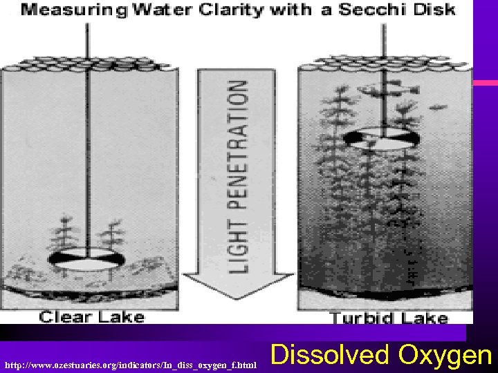 http: //www. ozestuaries. org/indicators/In_diss_oxygen_f. html Dissolved Oxygen 