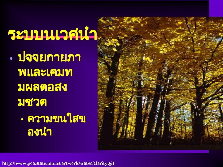 ระบบนเวศนำจด • ปจจยกายภา พและเคมท มผลตอสง มชวต • ความขนใสข องนำ http: //www. pca. state. mn.