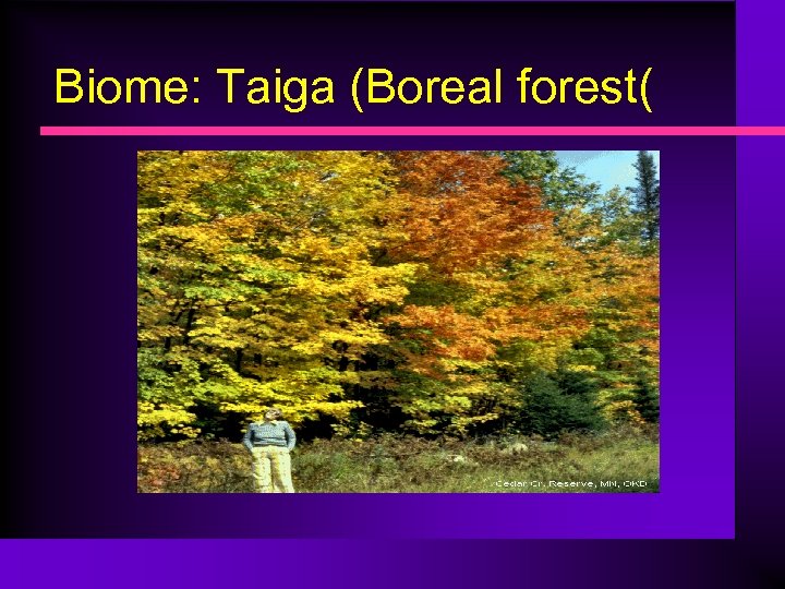Biome: Taiga (Boreal forest( 