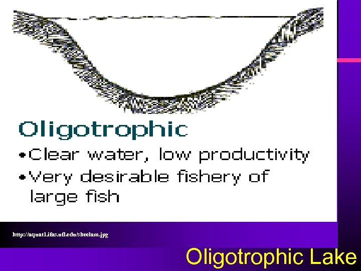 http: //aquat 1. ifas. ufl. edu/sheelam. jpg Oligotrophic Lake 
