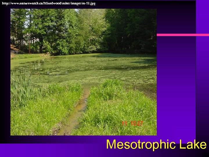 http: //www. naturewatch. ca/Mixedwood/mites/images/m-51. jpg Mesotrophic Lake 