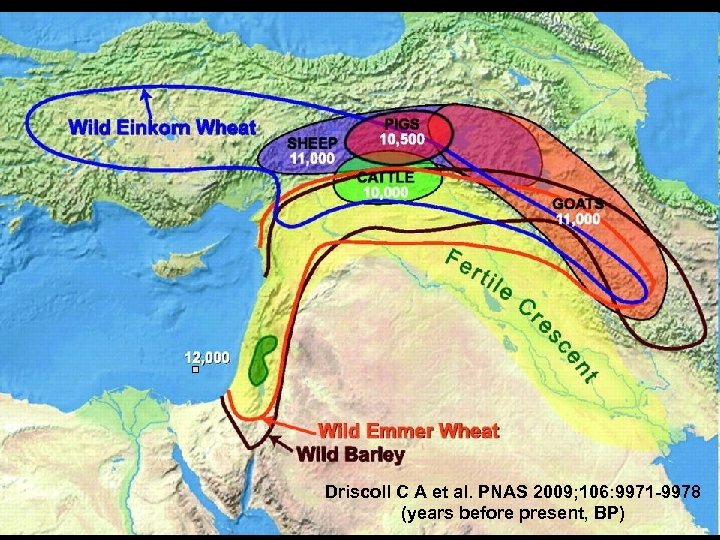 Driscoll C A et al. PNAS 2009; 106: 9971 -9978 (years before present, BP)