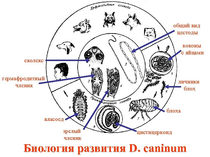 общий вид цестоды коконы с яйцами сколекс гермафродитный членик личинки блоха власоед зрелый членик