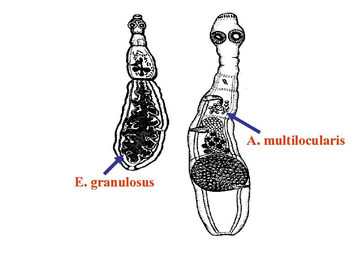 A. multilocularis E. granulosus 